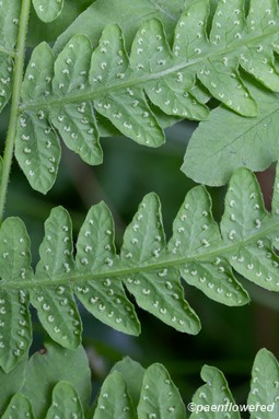 Underside of developing fertile frond with sori